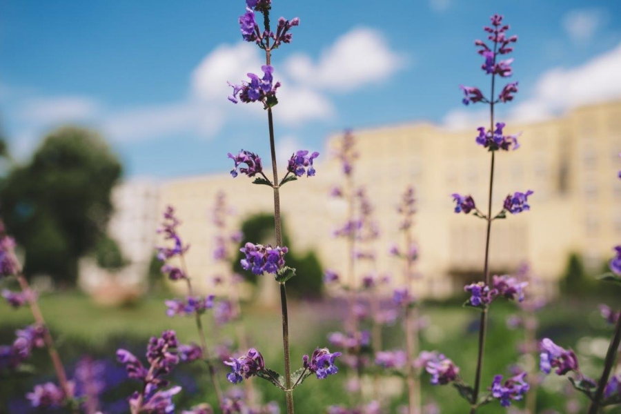 Lavendel Lavendel vor dem Haupthaus vom Klinikum Fürth