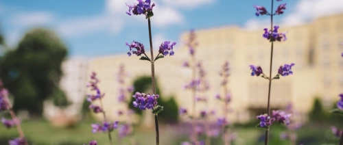 Lavendel vor dem Haupthaus vom Klinikum Fürth